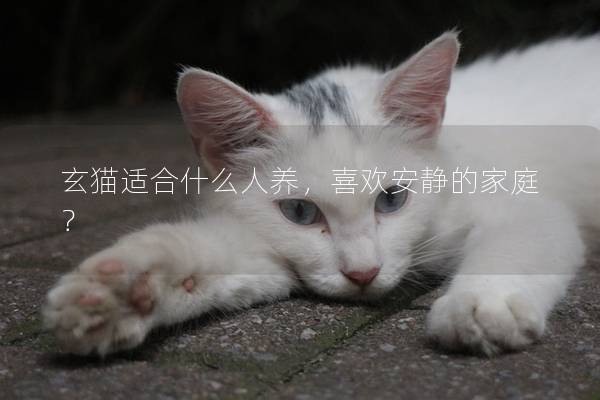 玄貓適合什么人養(yǎng)，喜歡安靜的家庭？